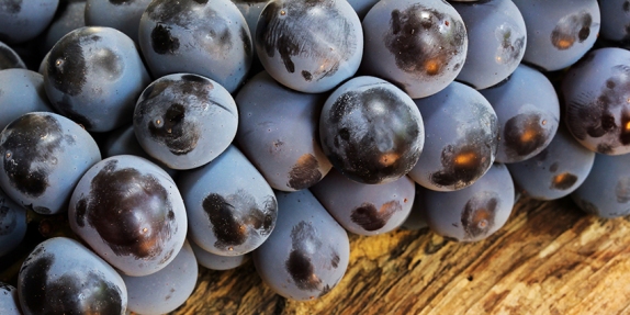common-grapes-of-america